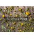 Herbaria St. John's Wort Tea 25 tea bags